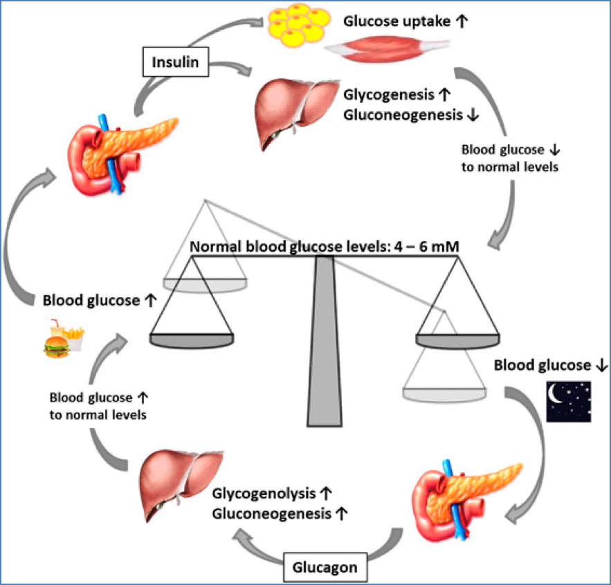 Review of Insulin & Glucagon