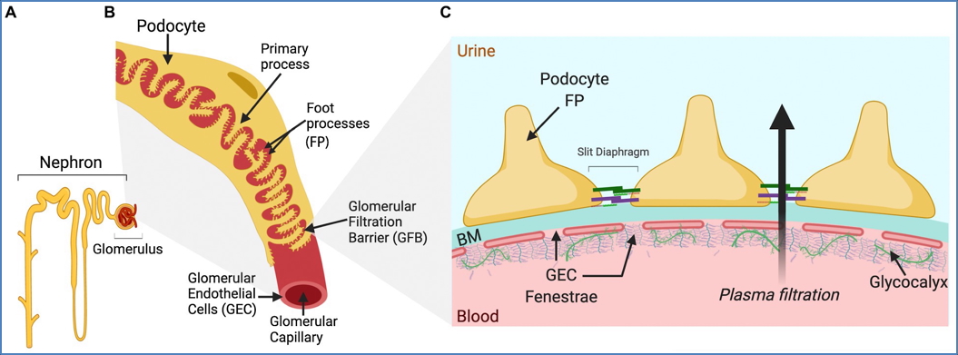 GLOMERULAR FILTRATION