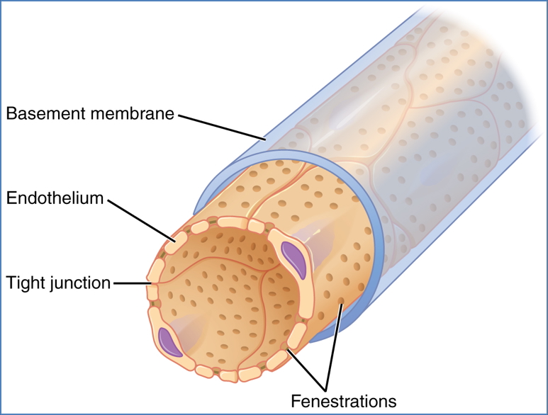 GLOMERULAR FILTRATION