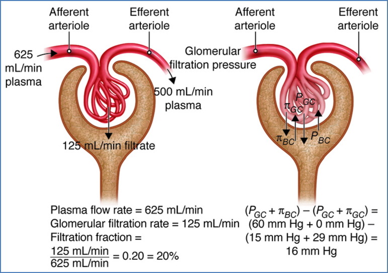 GLOMERULAR FILTRATION