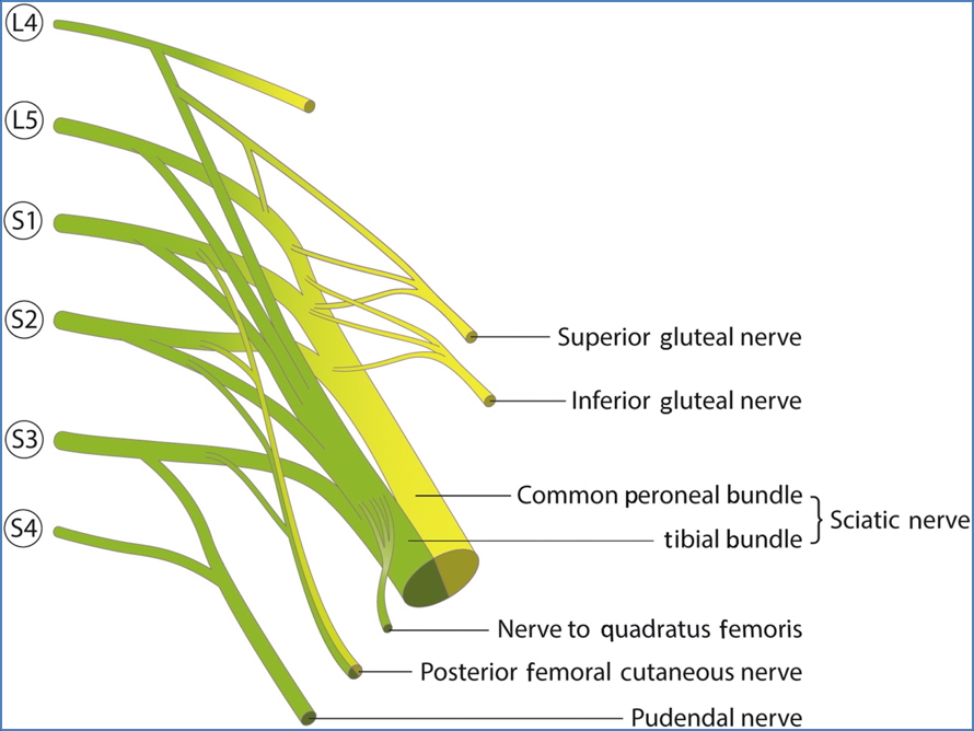 lumbar and sacral plexuses - Sacral Plexus