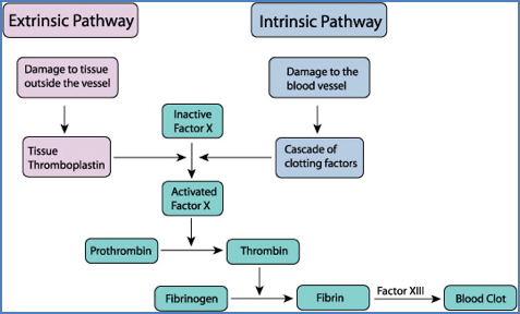 Schematic of Fibrin Formation & Degradation