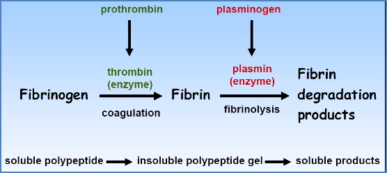 Thrombolytics - Fibrin Formation & Degradation