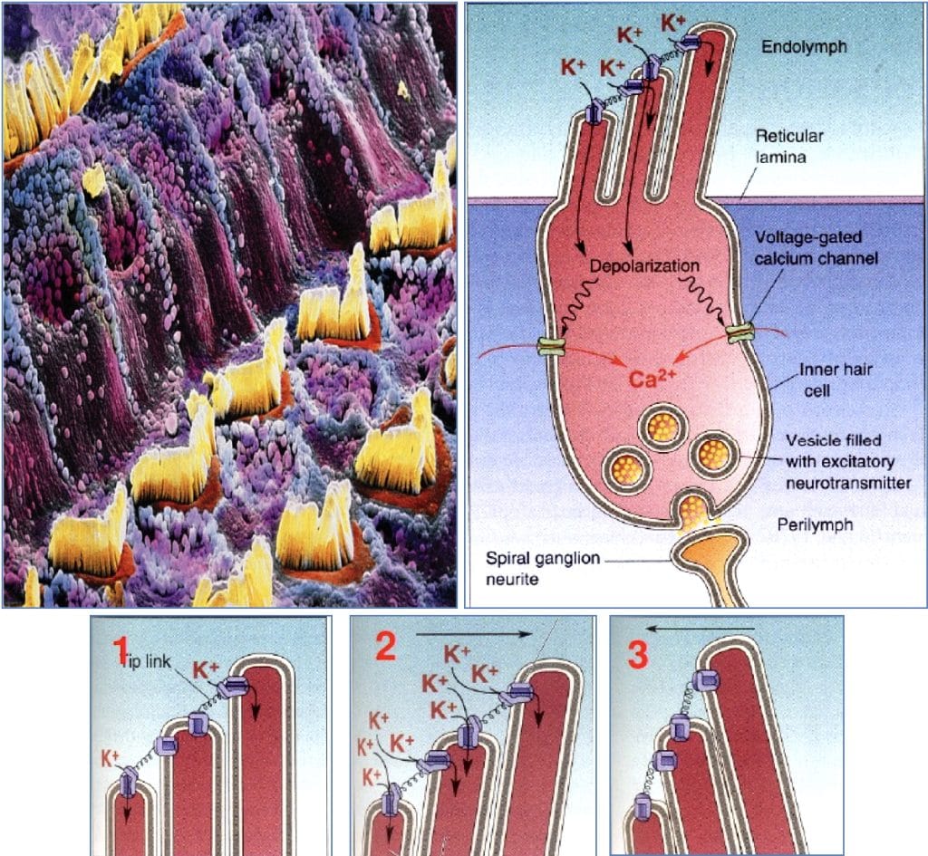 hearing & equilibrium - Hair Cells