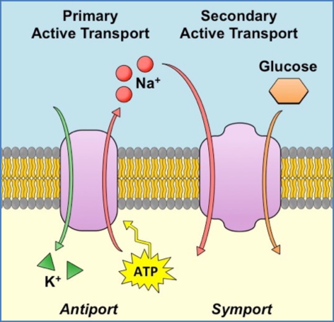 cell membrane and transport - Secondary Active Transporters
