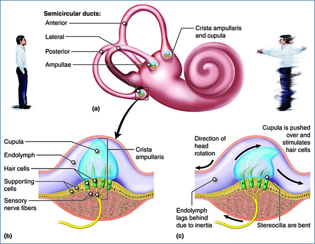 Semicircular canals - equilibrium
