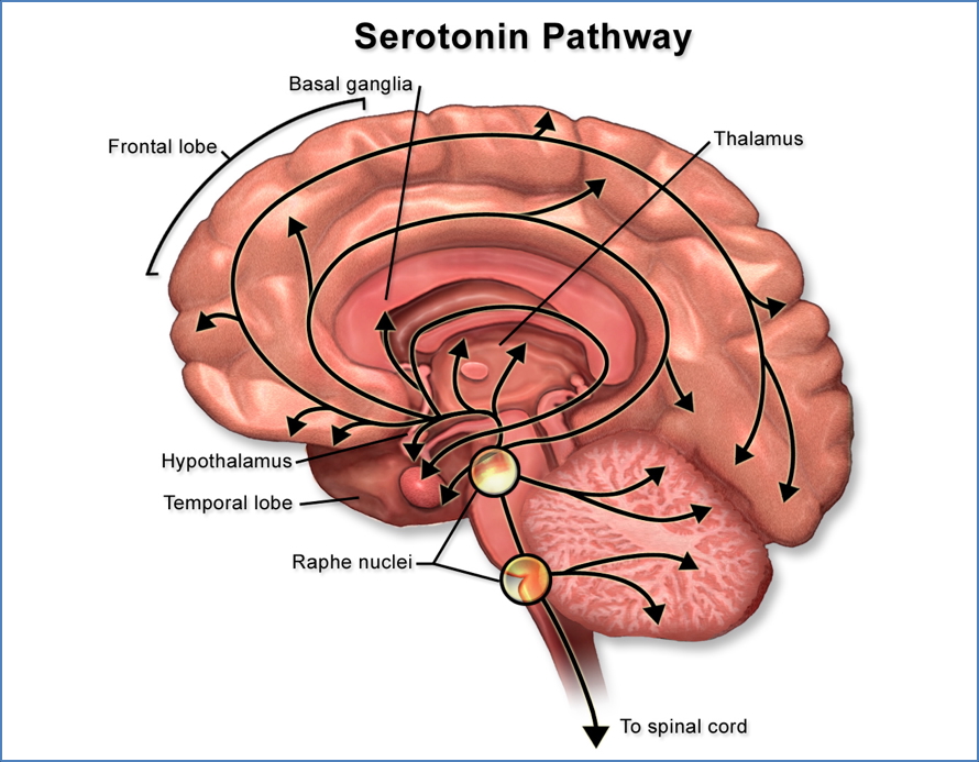 Serotonin pathway