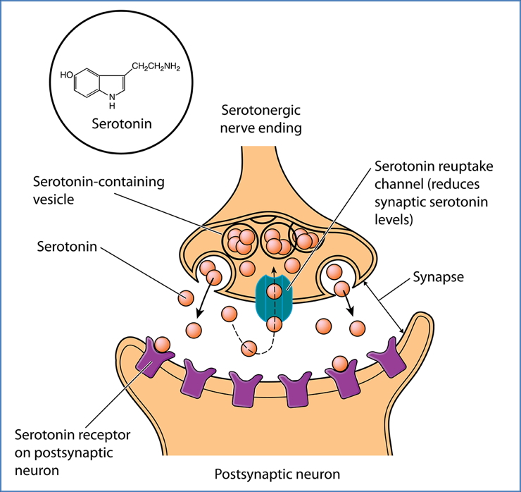 Neurotransmitters - Serotonin