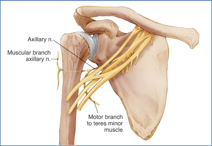 neurovascular compromise - Shoulder Dislocation