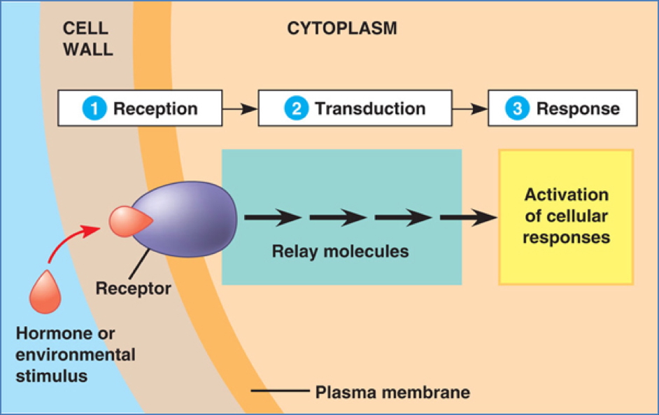 Signal Transduction