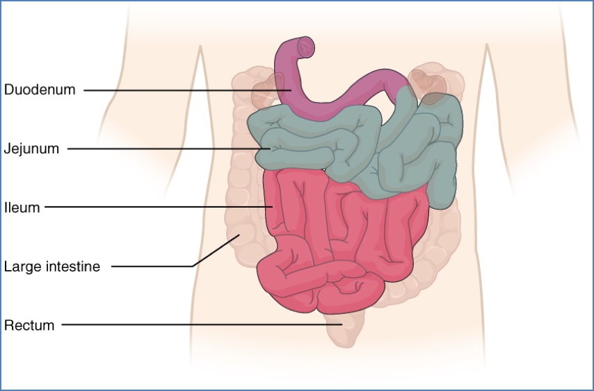 GI tract anatomy: Small Intestine