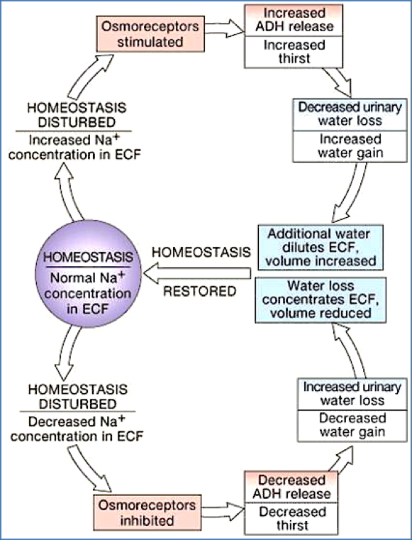 electrolyte imbalances - Sodium Homeostasis