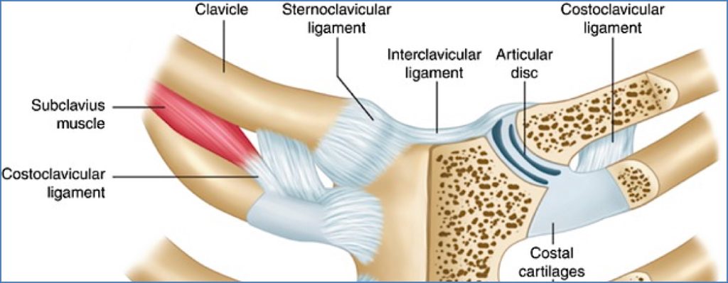 SternoClavicular Joint