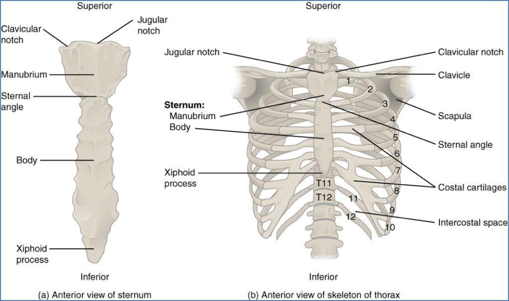 Sternum