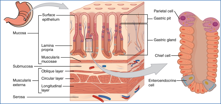 gastrointestinal secretions - Stomach