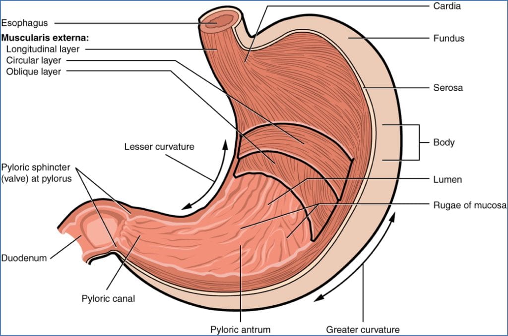 GI tract anatomy: Stomach