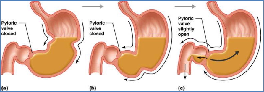 gastrointestinal motility- Stomach