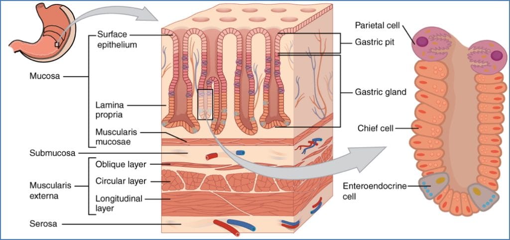 GI tract anatomy: Stomach