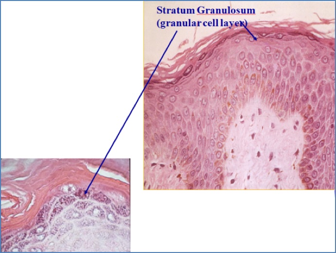 Skin structure - Stratum Granulosum