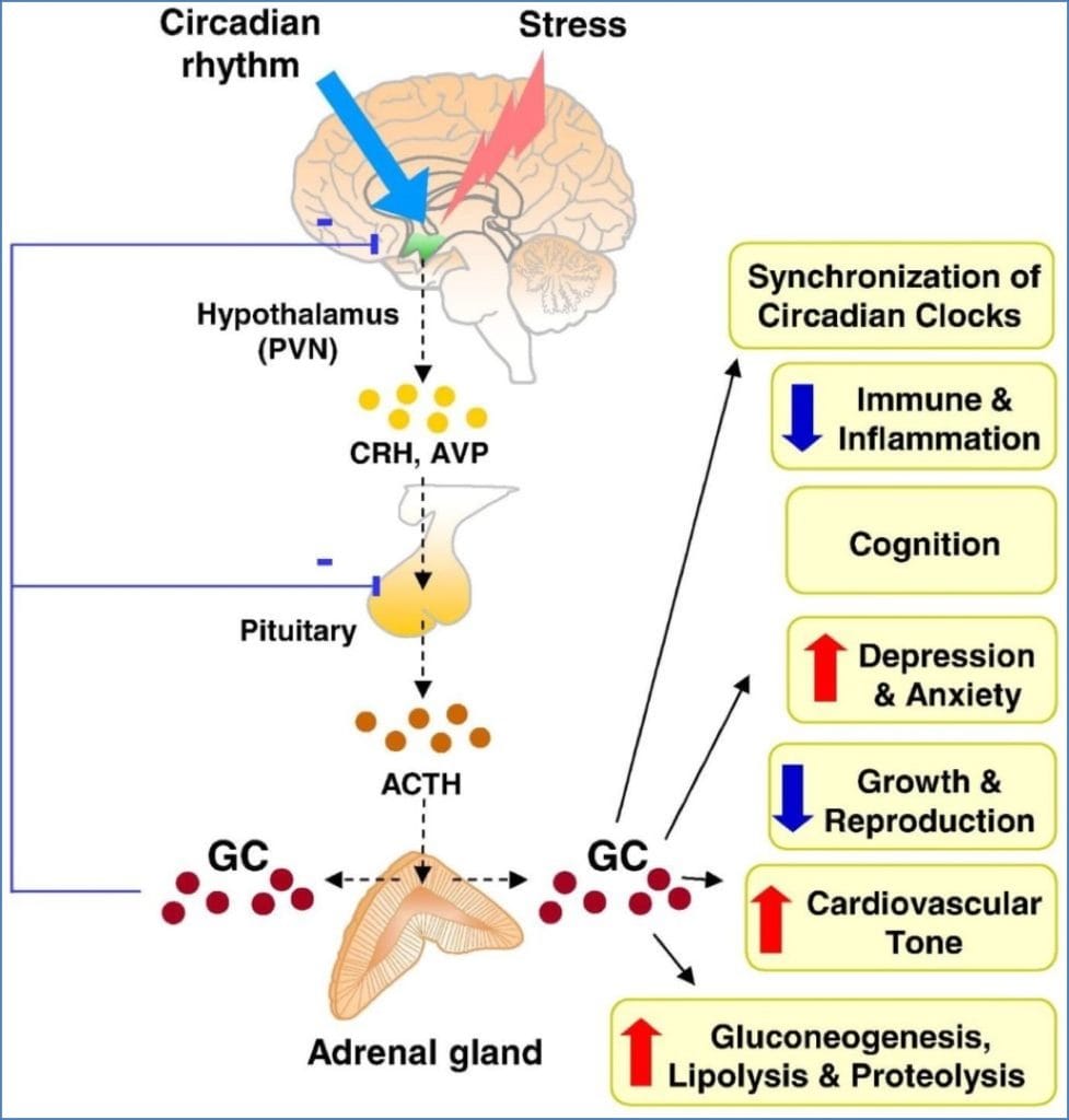 Physiological Stress Response - HPA axis