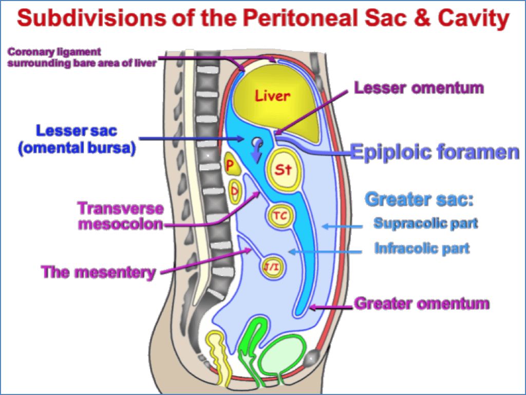 gastrointestinal system: Subdivisions of the Peritoneal Sac & Cavity