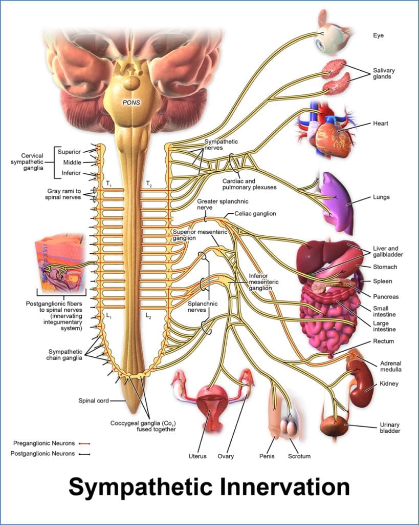 Autonomic Nervous System Anatomy - Sympathetic innervation