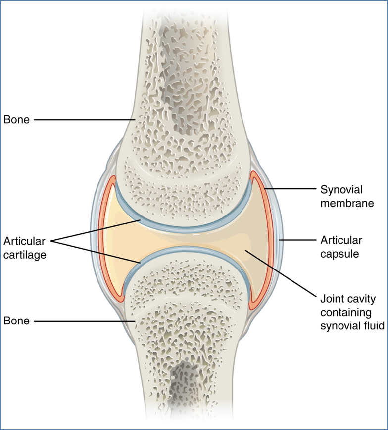Synovial Joints
