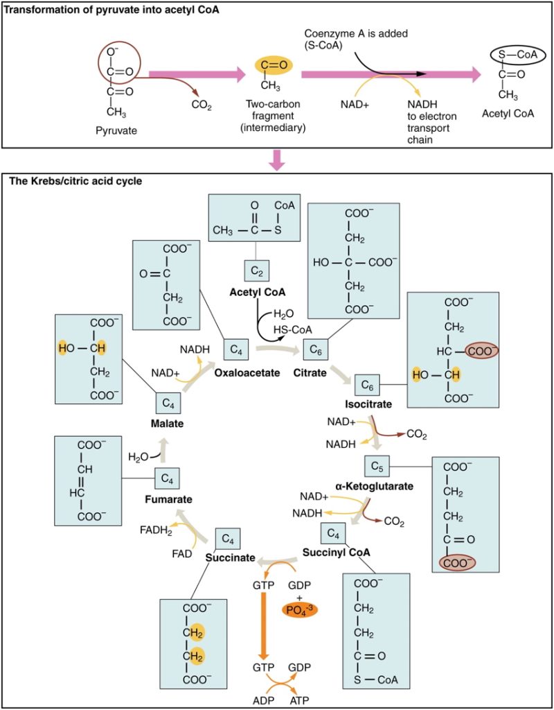 THE CITRIC ACID CYCLE