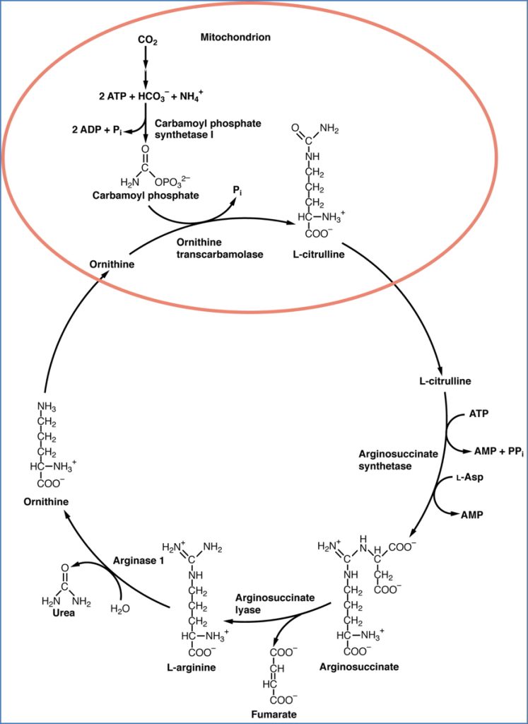 amino acid metabolism - THE UREA CYCLE