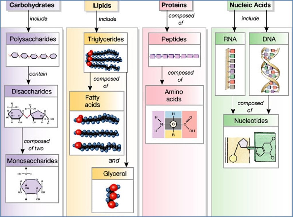 The Biological MACROmolecules