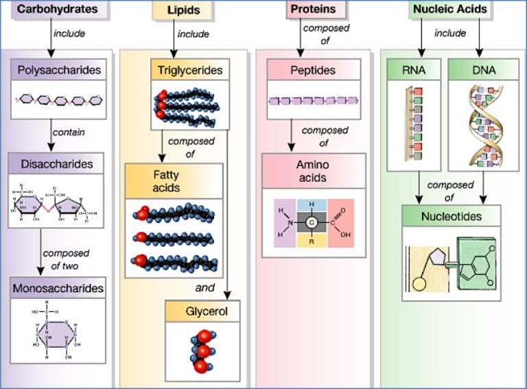 Protein Overview Proteins | Cell Biology & Biochemistry | MedStudentNotes