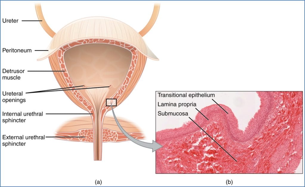 urinary system anatomy - The Bladder
