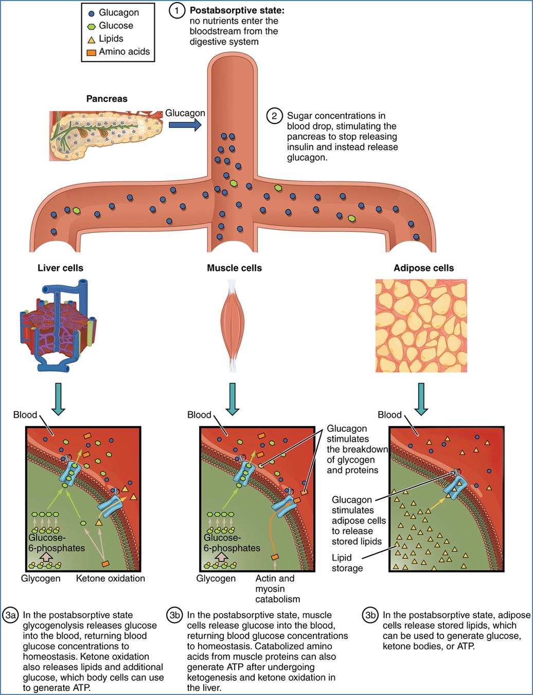 Endocrine Pancreas - The “Fasted State” 