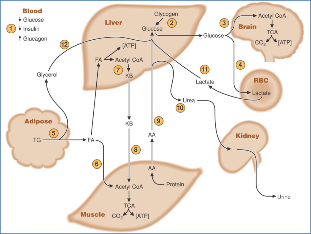 The “Fasted State” 