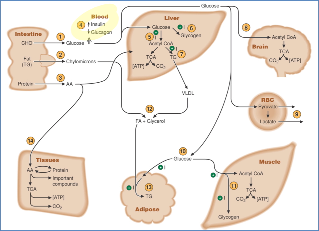 The “Fed State” – Directly After a Meal