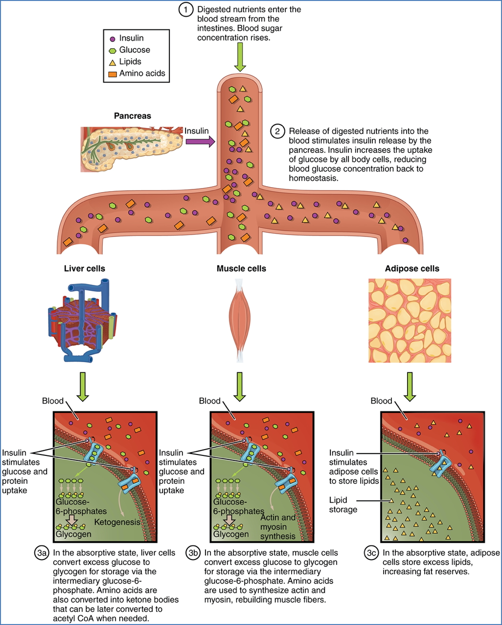 Endocrine Pancreas - The Fed State