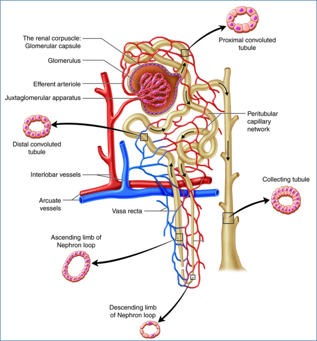 The Nephron