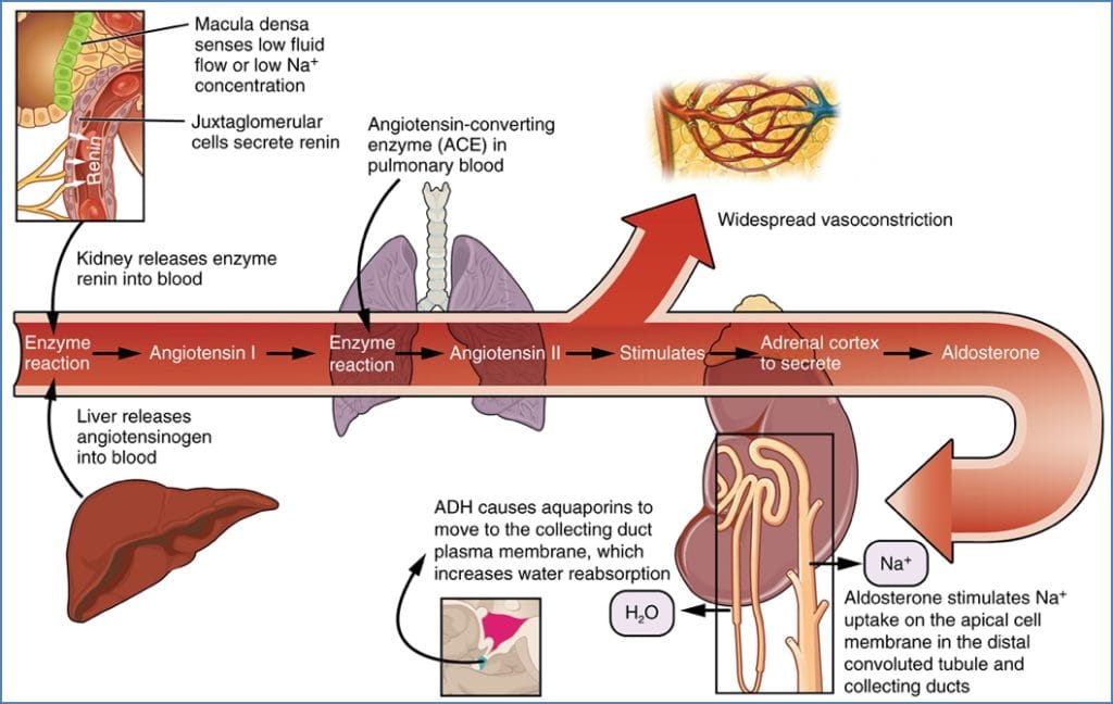 kidney electrolyte balance - The Renin-Angiotensin System