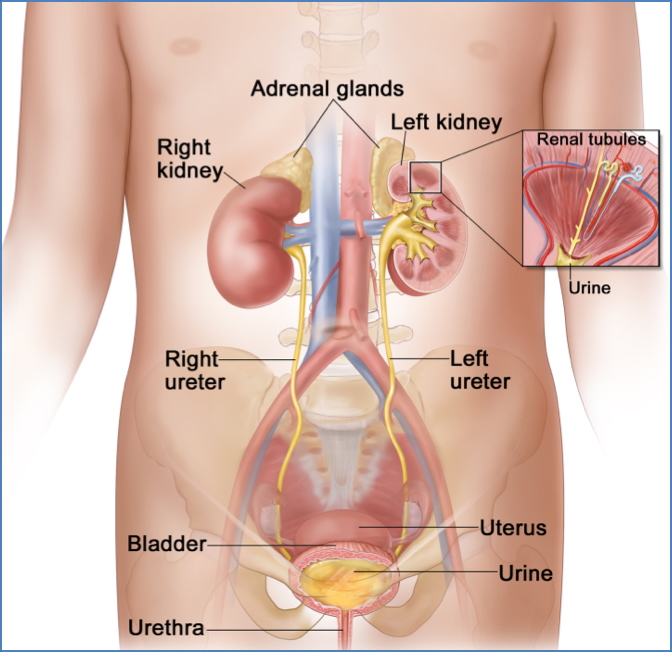 urinary system anatomy - The Ureters