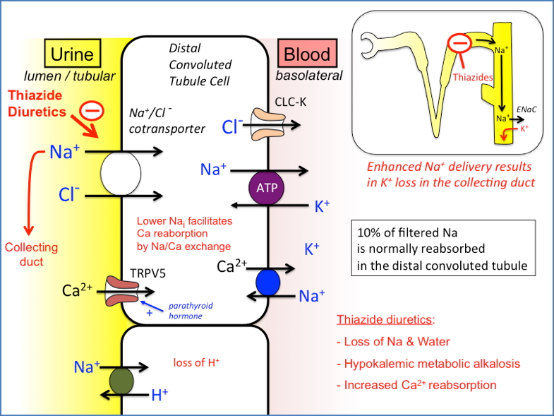 Thiazide Diuretics