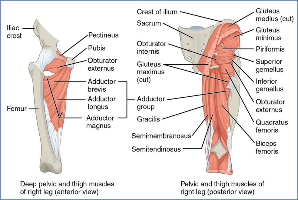 lower limb muscles - Thigh Muscles - Posterior Compartment