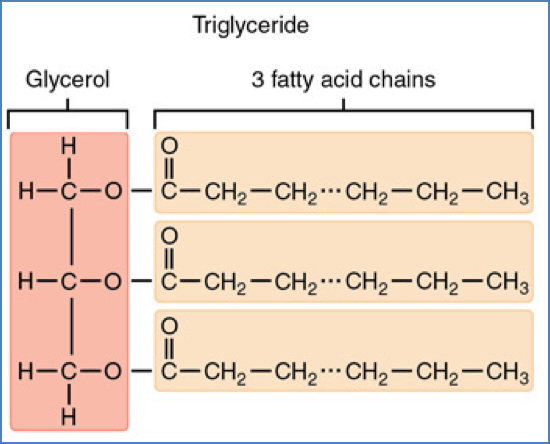 Triglycerides