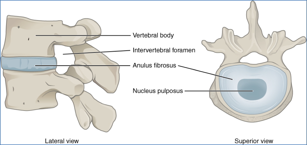 Typical Vertebrae