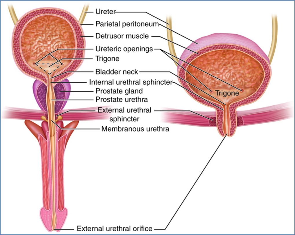 urinary system anatomy - Urethra