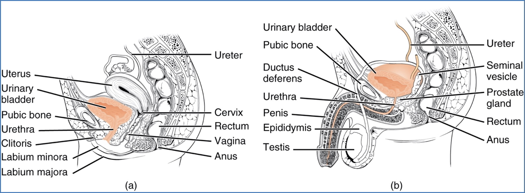 Urethra