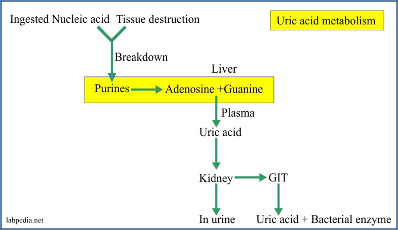Uric Acid