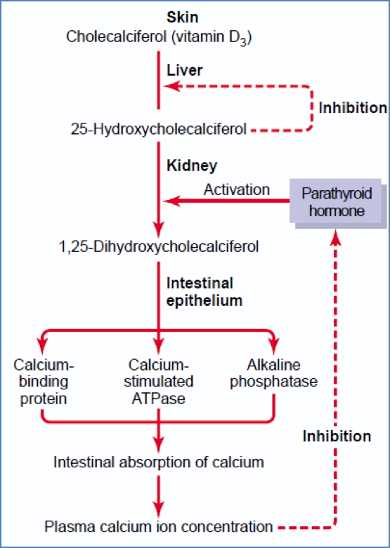 Vitamin D - Calcium & Phosphate Homeostasis