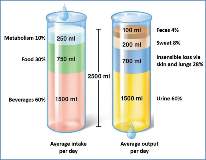Water Intake & Output