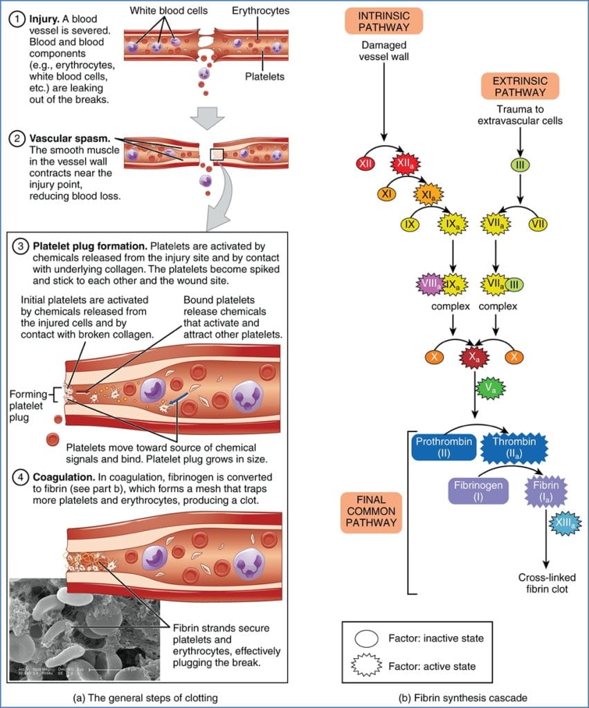 What is Haemostasis