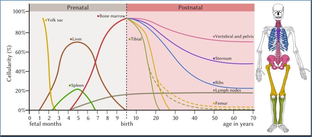 Haematopoiesis - Where does it occur
